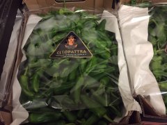 PAPRIKA PADRON 